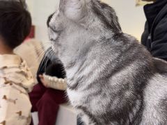 -共舞时光猫咖·狗咖(新街口店)