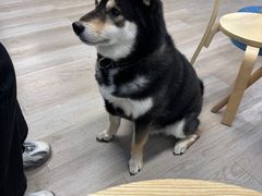 -柴迷FANS CLUB·柴犬狗咖·猫咖