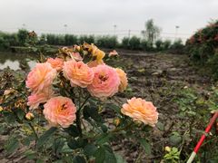 -同銮特种养殖场·龙虾垂钓