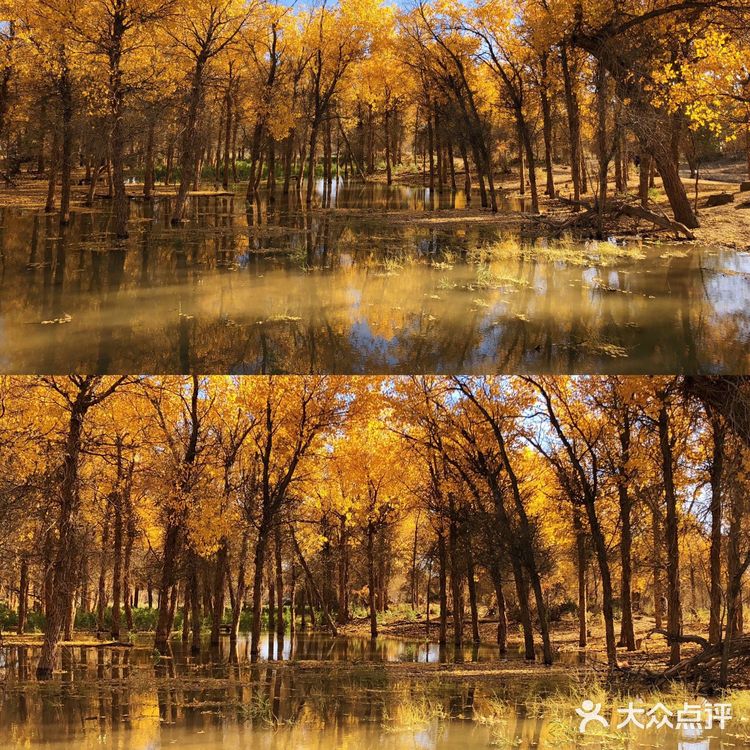 《英雄》取景地额济纳旗🍂绝美胡杨林