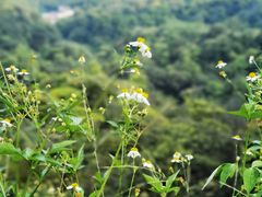 -广州市白云山风景名胜区