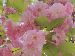 -长白岛森林公园