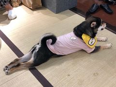 -逗柴咖啡屋·狗咖猫咖宠物桌游