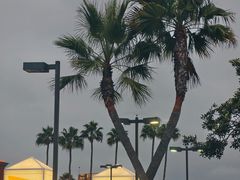 -In-N-Out Burger(LAX)