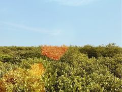 -北海金海湾红树林生态旅游区