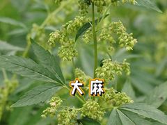-国家植物园