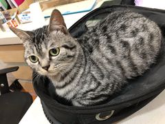 -瑞鹏宠物医院·爱宠堂·骨外专科(西荷分院)