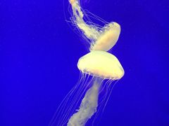 -上海海洋水族馆