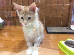 -龟与熊猫宠物公园(南坪店)