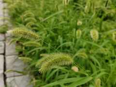 -东升八家郊野公园
