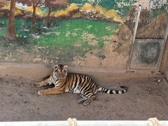 -西霞口神雕山野生动物世界