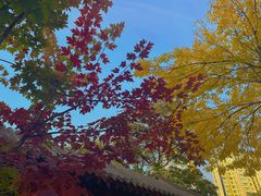 -护国法轮寺
