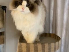 -艾贝尔宠物诊疗