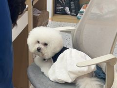 -瑞派康怡24h宠物医院·犬猫医疗中心·微创绝育(瑞景分院)