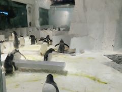 -大连圣亚海洋世界