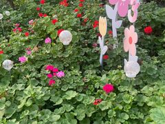 -南宫五洲植物乐园