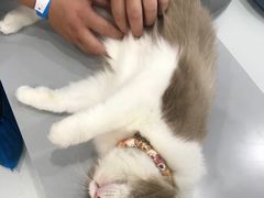 -糯米喵星人·撸猫猫舍咖啡馆(西市场嘉华店)