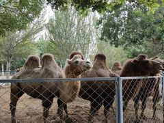 -长白岛森林公园