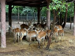 -清迈夜间动物园