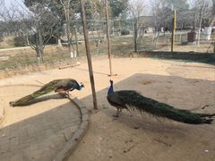 -武汉紫薇都市田园