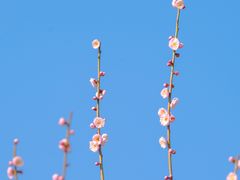 -梅花山(明孝陵内)