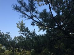 -崂山仰口游览区