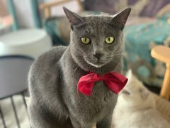 -喵屿·大理花园猫咖