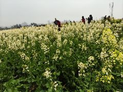 -三圣花乡旅游区
