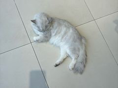 -怪兽屋·羊驼·猫咖·狗咖(俊华广场店)