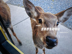 -北京野生动物园