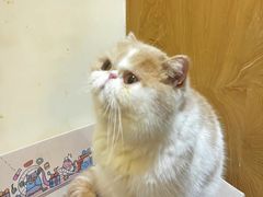 -滚猫咖啡·猫咖·猫友好撸猫(未来城店)
