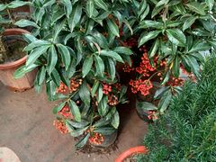 -秦美花卉(天朗·莱茵小城2期店)