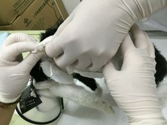 -中农大我爱我爱24h动物医院·中医针灸·猫专科·骨科医疗中心(双井店)