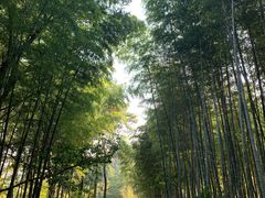 -冶父山国家森林公园