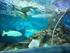 -上海海洋水族馆