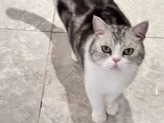 -有猫儿腻咖啡厅.猫咖