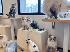 -有喵·猫咖·狗咖·30几只猫10只小狗(岗厦店)