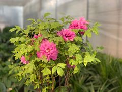 -金科花卉市场
