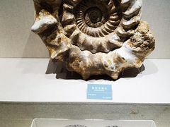 -安徽省地质博物馆