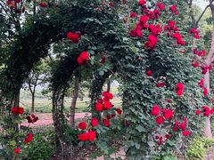 -海上花岛玫瑰园采摘