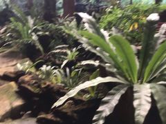 -绿光森林餐厅