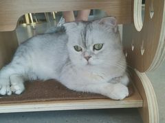 -飞行喵MR PILOT|猫舍·猫咖(静安大融城店)