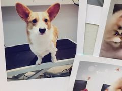 -PETKIT 小佩宠物·低压洗护·美容·寄养(安远店)