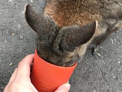 -费瑟代尔野生动物园