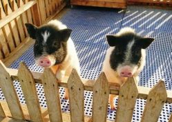 点击看大图 -萌宠亲子动物乐园(槐房万达店)