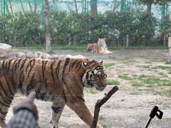 -上海野生动物园老虎餐厅
