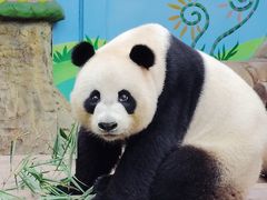 -广州长隆野生动物世界