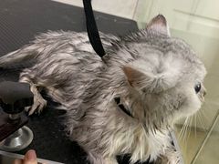 -1013 PET SHOP精品宠物商店(丁香店)