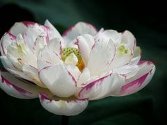 -陈家山荷花公园