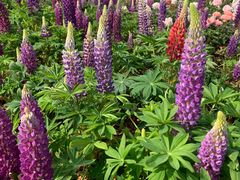 -深圳国际园林花卉博览园